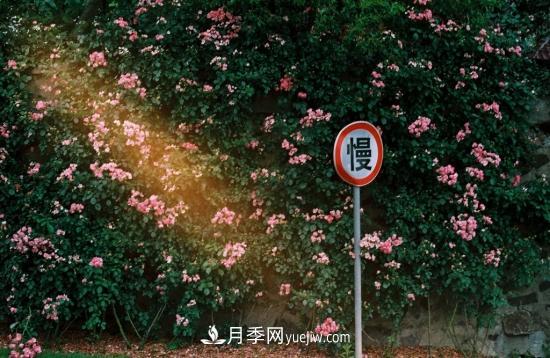 藤本月季的種植方法與養(yǎng)護(hù)辦法，適當(dāng)修剪更勤花(圖1)