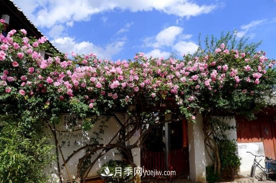 藤本月季的種植方法與養(yǎng)護(hù)辦法，適當(dāng)修剪更勤花(圖5)