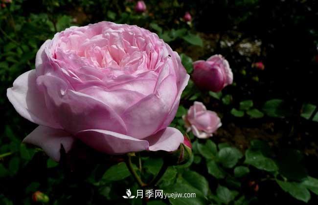 南陽(yáng)月季花多少錢一株？(圖3)