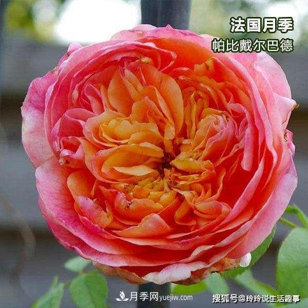 喜歡玫瑰，不如養(yǎng)“優(yōu)良月季”戴爾巴德，古典花型，美麗怡人！(圖2)