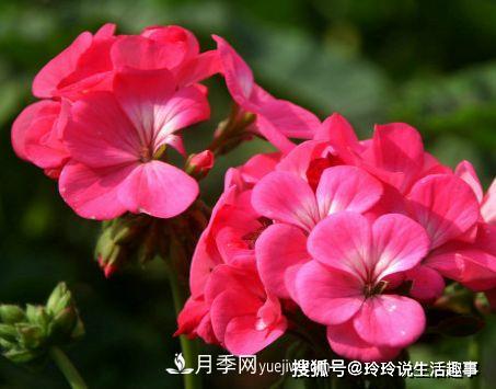 喜歡玫瑰，不如養(yǎng)“優(yōu)良月季”戴爾巴德，古典花型，美麗怡人！(圖4)