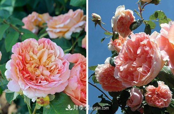 喜歡玫瑰，不如養(yǎng)“優(yōu)良月季”戴爾巴德，古典花型，美麗怡人！(圖1)