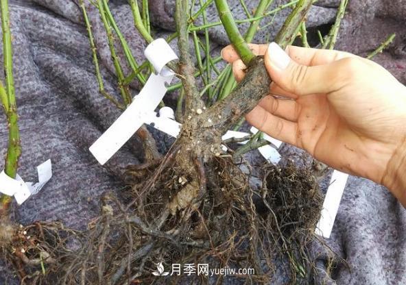 月季裸根大苗開(kāi)花多見(jiàn)效快，網(wǎng)購(gòu)注意事項(xiàng)(圖1)