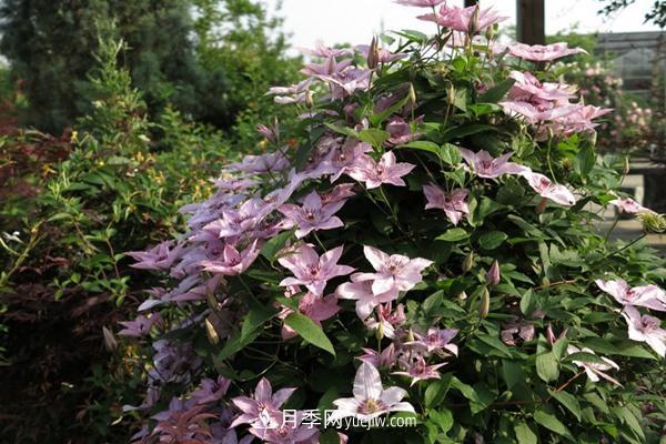 鐵線蓮花卉十大必買品種有哪些？(圖1)
