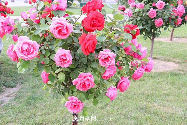 什么樹可以嫁接月季？南陽月季嫁接的好處(圖1)