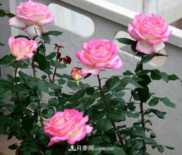 月季如何才能多開花？(圖1)