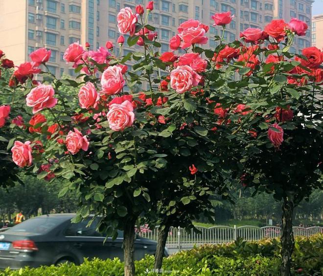 樹狀月季的育苗技術(shù)有哪些呢？(圖1)