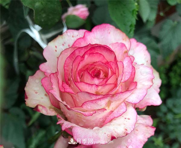 怎樣解決南陽樹狀月季不開花的問題？(圖1)
