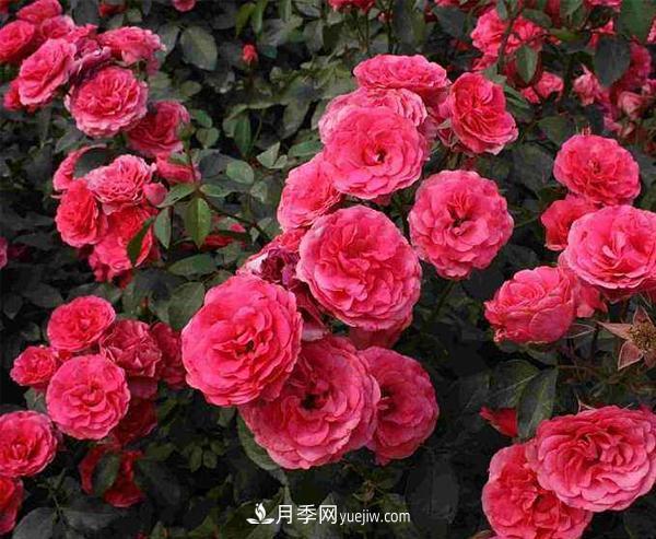 怎樣防治樹狀月季白粉虱蟲害？(圖1)