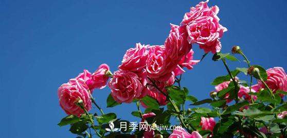 嫁接成功后的盆栽樹狀月季如何澆水？(圖1)