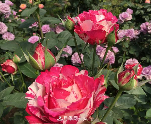 怎樣有效的防治樹(shù)狀月季蚜蟲(chóng)災(zāi)害？(圖1)