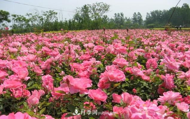 月季花是大家都知道的一種花卉的統(tǒng)稱，什么叫豐花月季？(圖1)