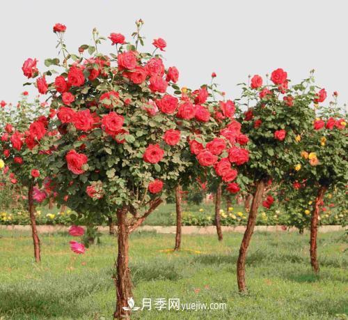 盆栽月季冬天該怎么保養(yǎng)？不被受凍(圖1)