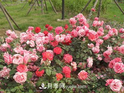 新手購買盆栽月季后，要該怎么澆灌養(yǎng)護(hù)？(圖1)