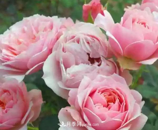 當(dāng)月季出現(xiàn)盲芽的情況，花友們?cè)撊绾勿B(yǎng)護(hù)？(圖1)