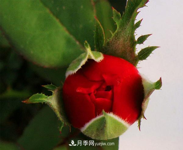 南陽(yáng)盆栽月季怎么澆水(圖1)