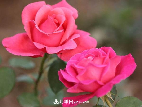 藤本月季種植基地講述--藤本月季選購、種植、養(yǎng)護經(jīng)驗分享(圖1)