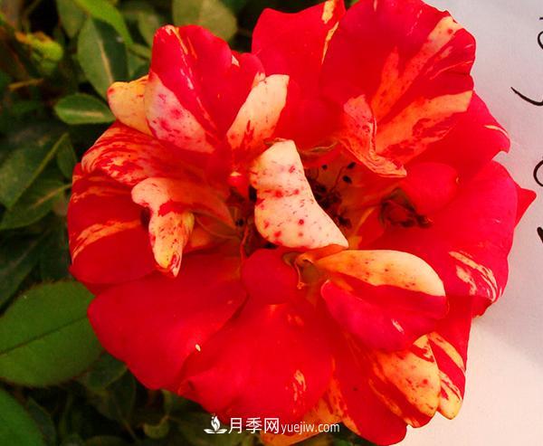 很多花店每逢節(jié)日必火的紅玫瑰，它的真身其實(shí)是月季花。(圖1)