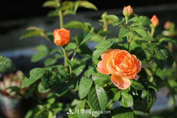 適合陽臺養(yǎng)的月季品種有哪些？(圖1)