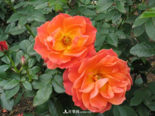 月季作為常見(jiàn)的花卉，它與家居風(fēng)水有關(guān)系嗎？(圖1)