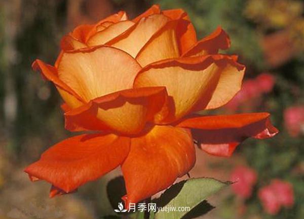 種植月季花的花友要注意蟲害防治(圖1)