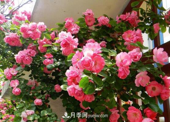 藤本月季怎么養(yǎng)？4種養(yǎng)殖方法讓藤本月季爬滿墻(圖3)