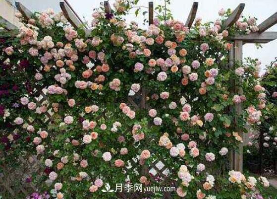 藤本月季怎么養(yǎng)？4種養(yǎng)殖方法讓藤本月季爬滿墻(圖2)