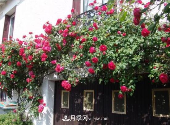 藤本月季怎么養(yǎng)？4種養(yǎng)殖方法讓藤本月季爬滿墻(圖4)