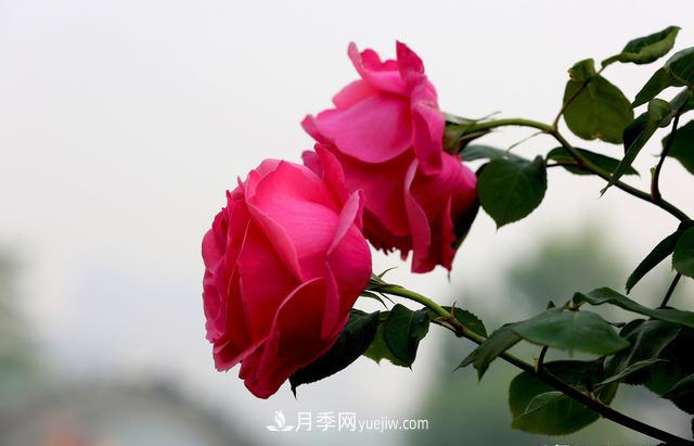 綠化工程月季的養(yǎng)護(hù)管理措施(圖1)