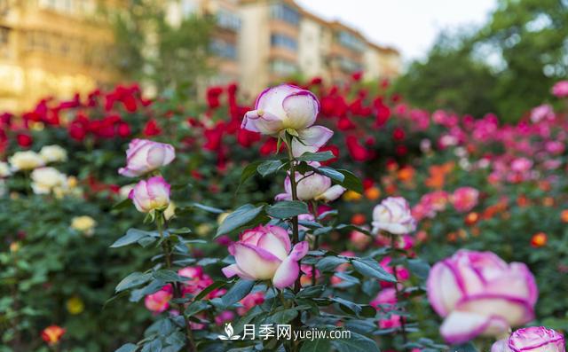 綠化工程月季的養(yǎng)護(hù)管理措施(圖3)