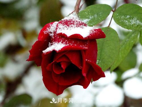 被雪中的月季花所震撼，傲然開放，芳香依舊(圖1)