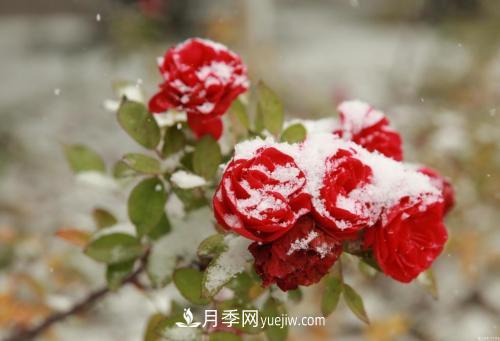 被雪中的月季花所震撼，傲然開放，芳香依舊(圖2)