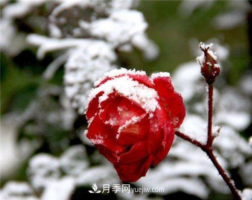 被雪中的月季花所震撼，傲然開放，芳香依舊(圖3)
