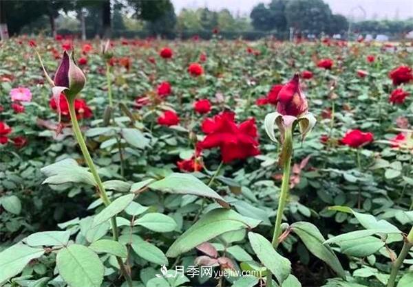 月季花的扦插步驟和后期養(yǎng)護(hù)(圖2)