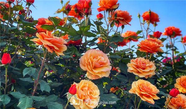月季花的扦插步驟和后期養(yǎng)護(hù)(圖1)