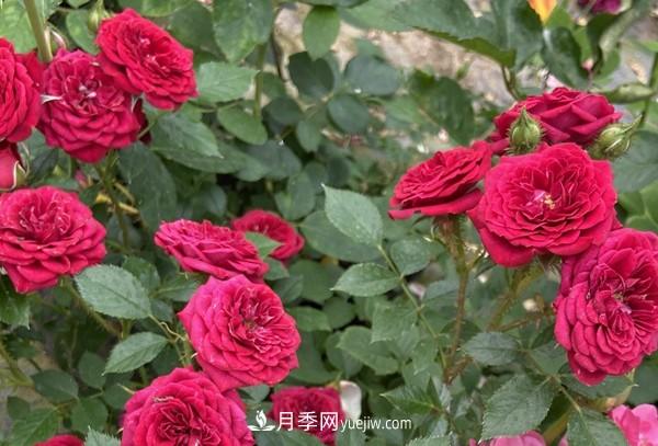 掌握好這3點，月季花才能開更多的花(圖1)