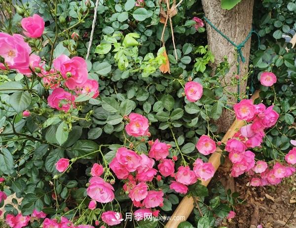 掌握好這3點，月季花才能開更多的花(圖2)