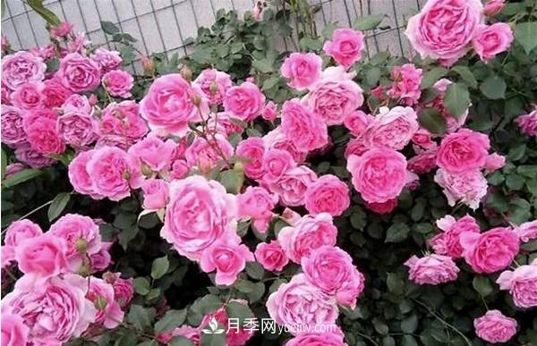 掌握好這3點，月季花才能開更多的花(圖3)