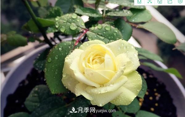 4個(gè)好養(yǎng)的月季品種，隨便一養(yǎng)就爆花，夏天耐熱不怕曬(圖1)