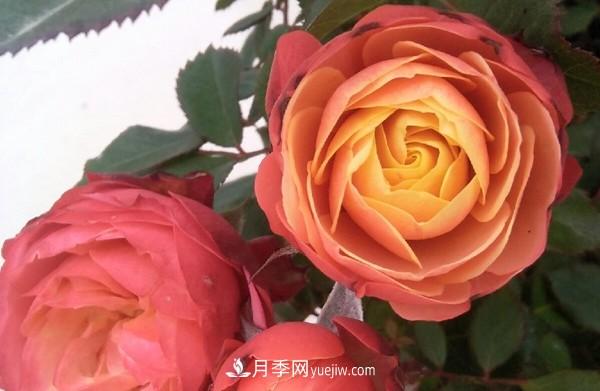 4個(gè)好養(yǎng)的月季品種，隨便一養(yǎng)就爆花，夏天耐熱不怕曬(圖2)