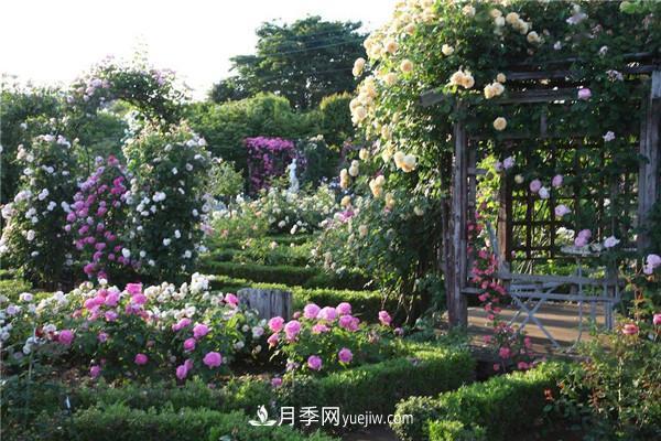 月季在花園中的應(yīng)用場景，美圖欣賞(圖2)