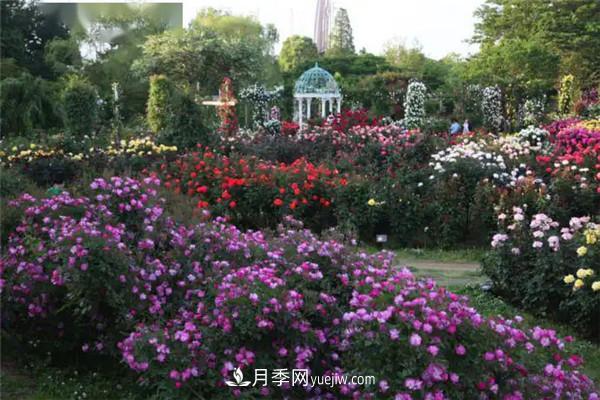 月季在花園中的應(yīng)用場景，美圖欣賞(圖1)