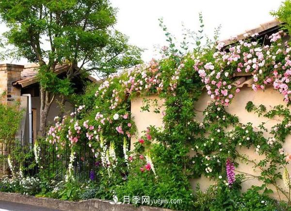 月季在花園中的應(yīng)用場景，美圖欣賞(圖4)
