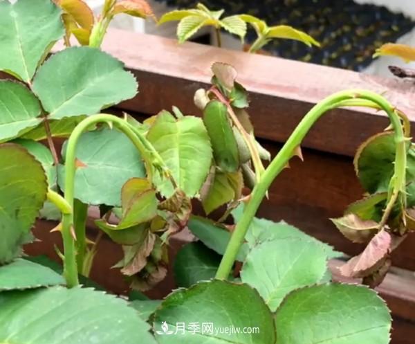 月季害怕的病蟲害有什么癥狀，你知道嗎？(圖2)
