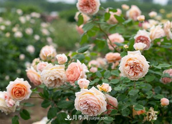 花園藤本月季，9個(gè)優(yōu)秀品種推薦(圖7)