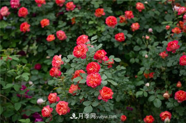 花園藤本月季，9個(gè)優(yōu)秀品種推薦(圖4)