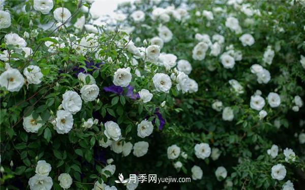 花園藤本月季，9個(gè)優(yōu)秀品種推薦(圖3)
