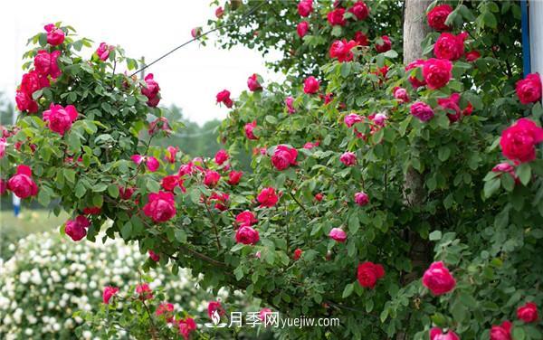花園藤本月季，9個(gè)優(yōu)秀品種推薦(圖6)