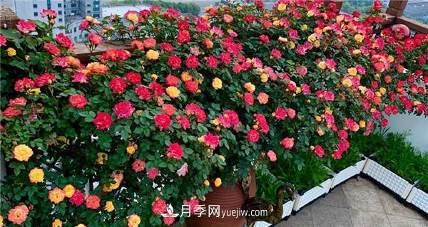 花園藤本月季，9個(gè)優(yōu)秀品種推薦(圖5)