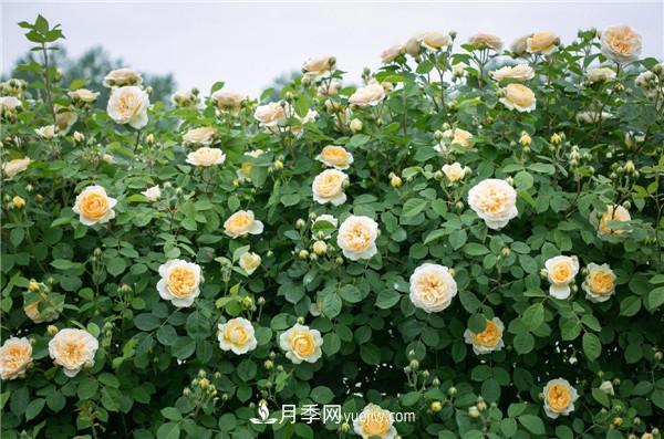 花園藤本月季，9個(gè)優(yōu)秀品種推薦(圖8)